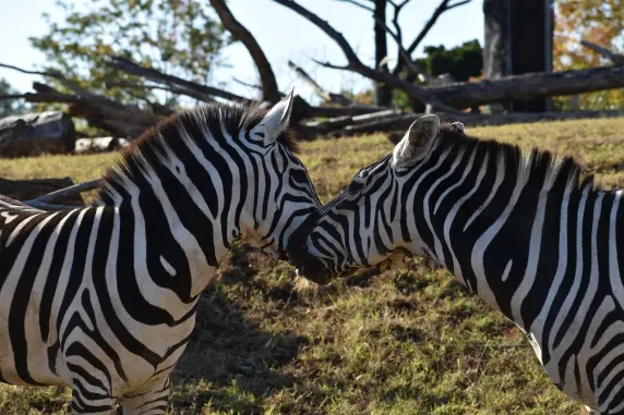 Casinia Casino Ondersteuning